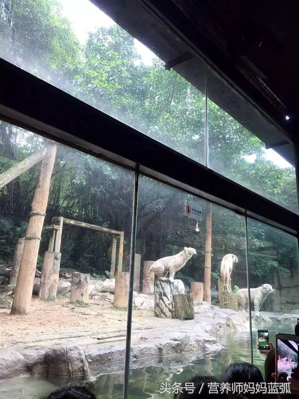 暑假长隆海洋王国游玩感受,海洋王国好玩还是长隆野生动物园