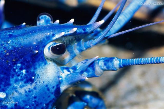 熬出伟大！从平民明星到国宴上宾，它走了几个世纪！