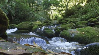 云南大森林蜂蜜好吗,云南热带雨林天然野生蜂蜜