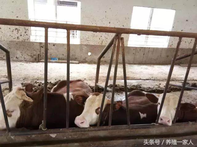 牛圈建设标准是多少,牛圈的建设尺寸