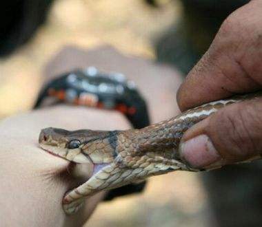 当你野外遇到蛇怎么办搞笑版,在野外遇到蛇最安全的做法是什么