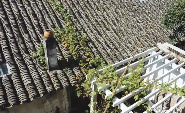 乡根东林渡,乡根东林渡露营