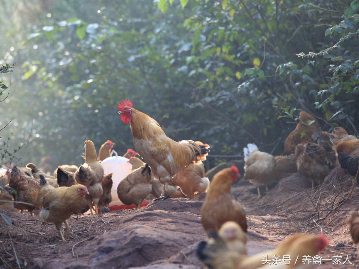 养鸡永不死鸡的秘诀,养鸡啄癖原因
