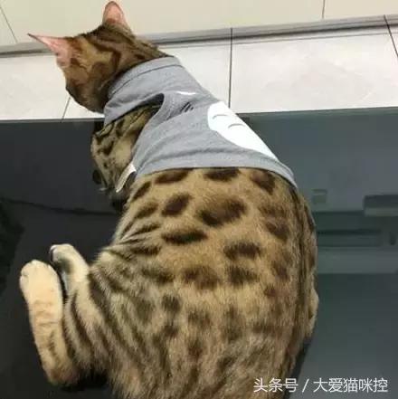 主人起床后发现脸上全是印泥,调查后发现,凶手是它