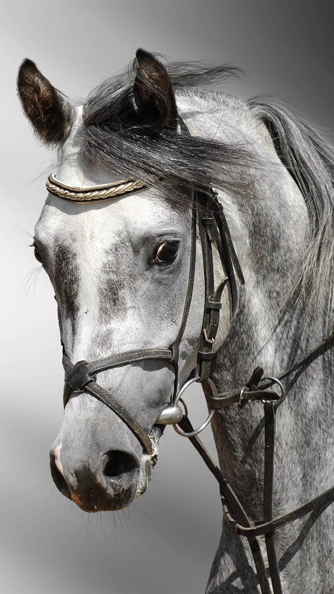 牛羊可吃，猫狗不行？