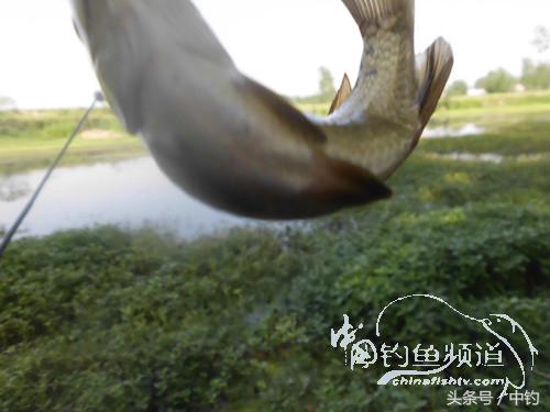 假日野钓鲫鱼,假日河边钓鲫鱼