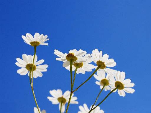 诗情画意新的一年新的开始,诗情画意字里行间醉人心扉