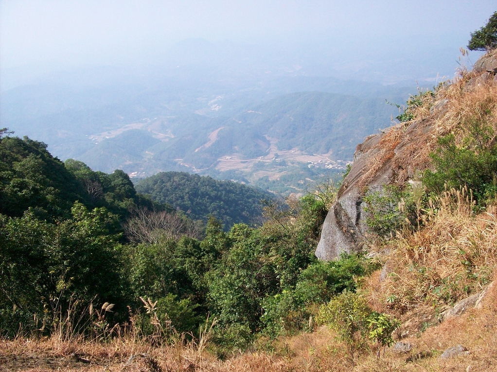 中国桂圆之乡广西博白,博白的桂圆和莆田桂圆谁好