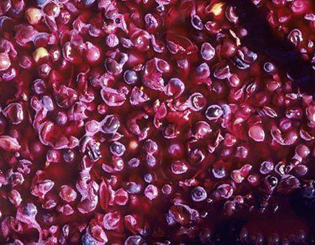 解惑：酿酒过程中发生不良情况如何解决