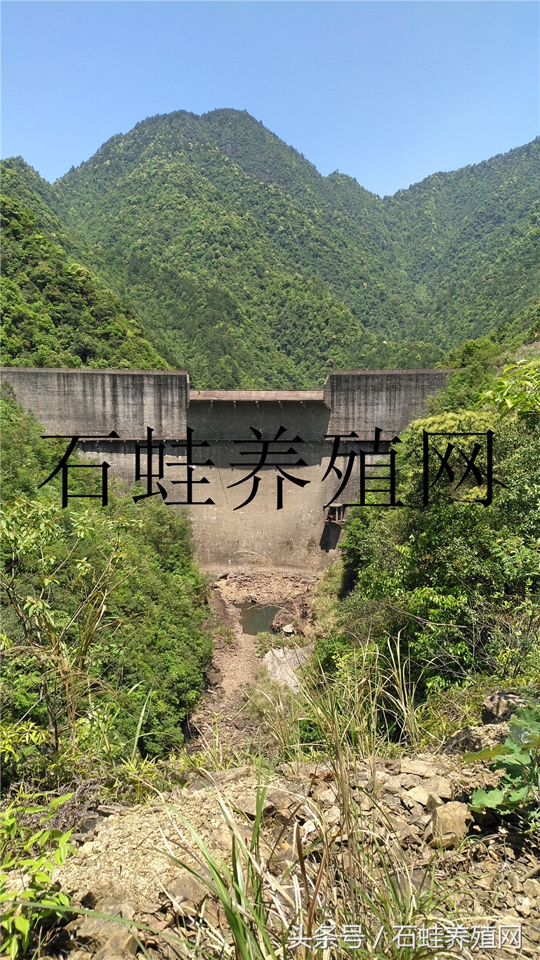 石蛙养殖基地要多久才长得大,石蛙养殖网
