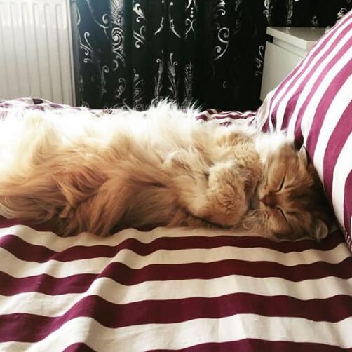 猫咪绝育伤口可以喷云南白药么,母猫咪绝育后十天伤口有棕色结痂