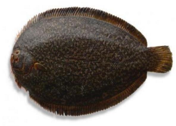 新西兰海产干货,新西兰海珍品