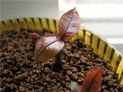 山竹种多久才可以开花结果,山竹是这样种的