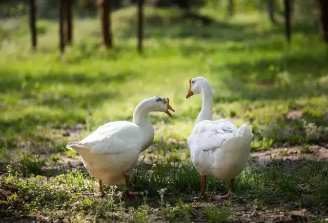 4月照片,4月的照片大全