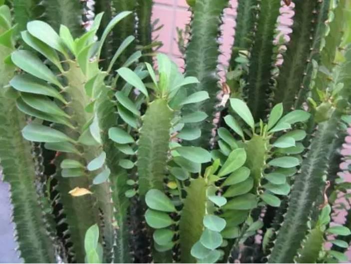 逆天了中国吃货!多肉植物炒肉吃!