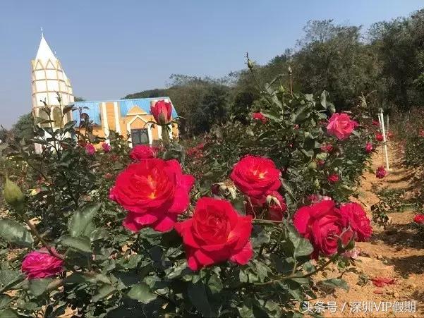 从化毅华温泉特色,从化毅华温泉旅游攻略