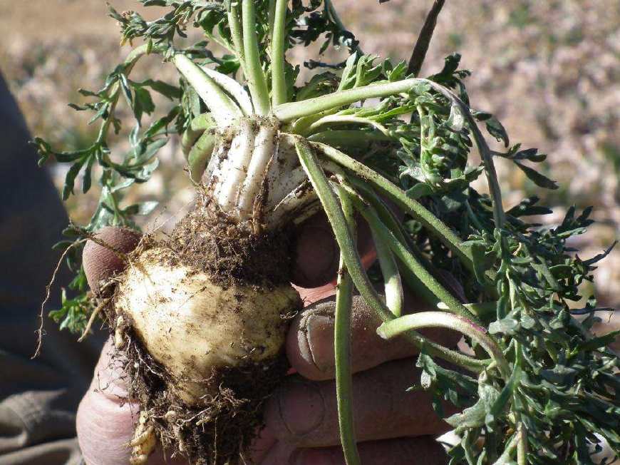 玛卡种植,玛卡适合哪里种植