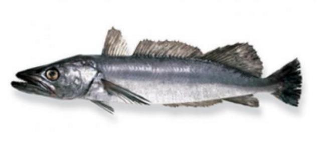 新西兰海产干货,新西兰海珍品