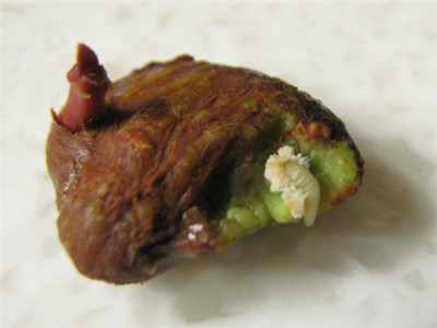 山竹的籽可以种盆栽吗,山竹果核怎么盆栽