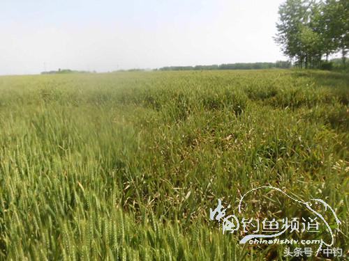 假日野钓鲫鱼,假日河边钓鲫鱼