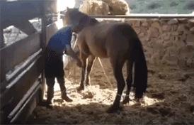 泰迪怎么会喜欢你,泰迪怎么让它信任你