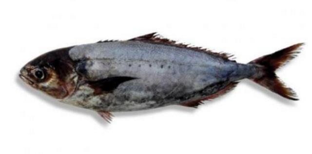 新西兰海产干货,新西兰海珍品