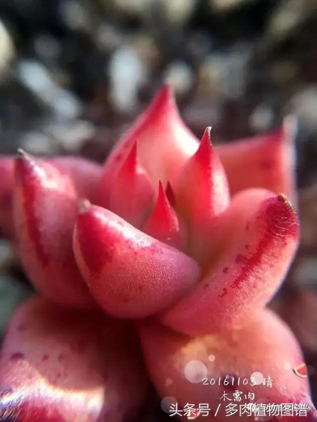 入坑半年的经历,入坑五个月总结