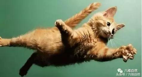 土猫宁愿晒太阳，也懒得理主人的呼唤