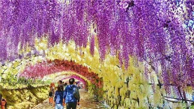 胡晓云,农产品区域公用品牌政策体系