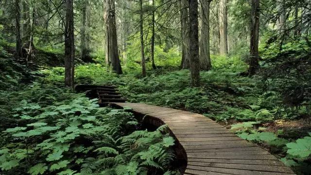 万万没想到,PM2.5二次生成,树木也有“贡献”