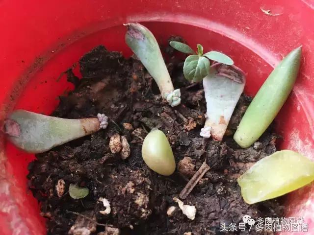 宿舍多肉品种推荐,宿舍多肉