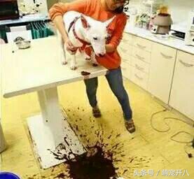 狗狗误食会怎么样,狗狗误食致死