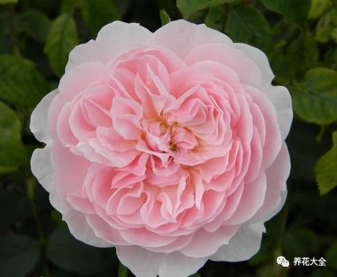 最美的十款月季品种推荐 (十种绝美的月季)