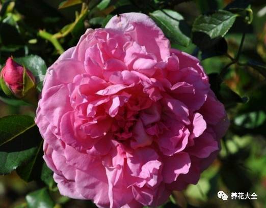 最美最高端的30款月季 (十种绝美的月季)