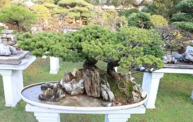 世界上最美的盆景有哪些,世界上最美的盆景