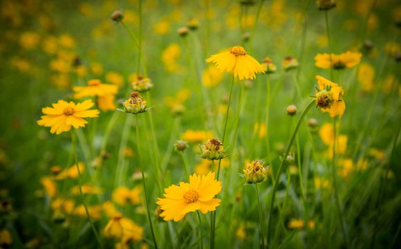 一花一世界一叶一菩提视频,一花一世界一叶一菩提一笑一尘缘