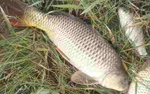 四海钓鱼频道垂钓技巧视频,四海钓鱼频道钓鲤鱼