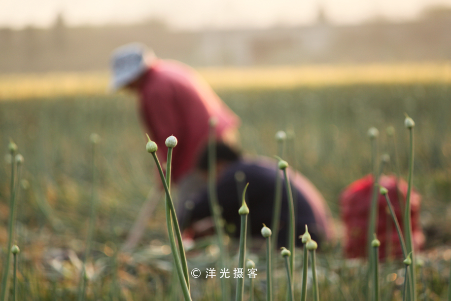 菜贱伤农的原因和对策,简要分析菜贱伤农和菜贵伤民现象