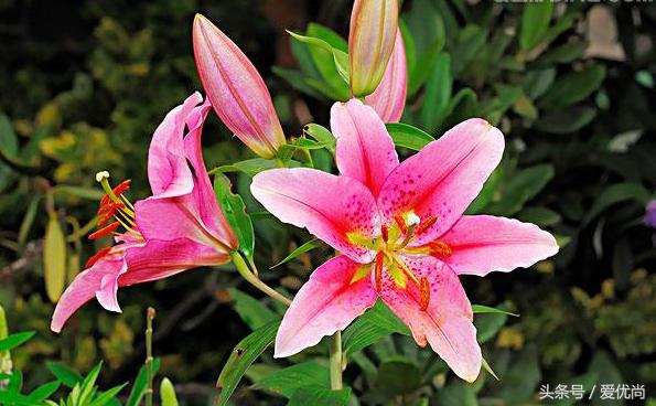 百合花怎么养最合适,百合花怎么养最好