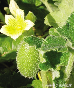植物传播种子方法科普,植物果实传播的方法有哪些