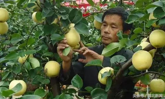 妗冨瓙鍙互鍜屽摢浜涙按鏋滃悆,鑳藉悆妗冨瓙鐨勯鐗╂湁鍝簺