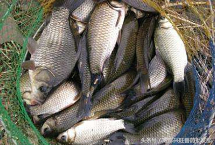 鱼类应激怎么解决,应激反应的鱼会有哪些症状