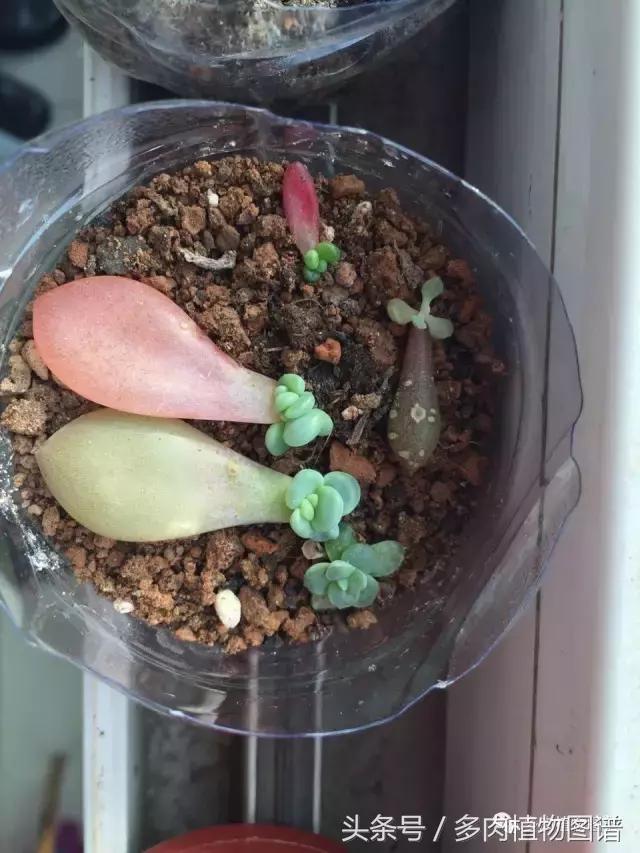 宿舍多肉品种推荐,宿舍多肉