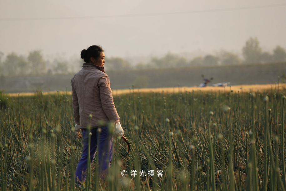 菜贱伤农的原因和对策,简要分析菜贱伤农和菜贵伤民现象