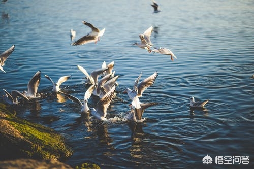 打鸟对焦技巧,专业摄影师教你打鸟