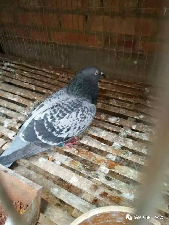 鸽子甩食炸毛拉稀绿便怎么治疗,鸽子不吃食喂了又甩食怎么办