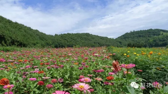 五月相约看蓝色花海,五月相约昆明蓝花楹花海
