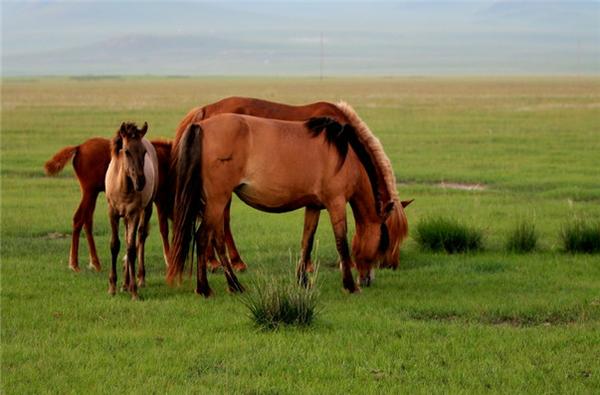 绔崍鑺傛父鐜╁ぉ楣呮箹娌欐哗,绔崍鑺傚ぉ楣呮箹鍥剧墖