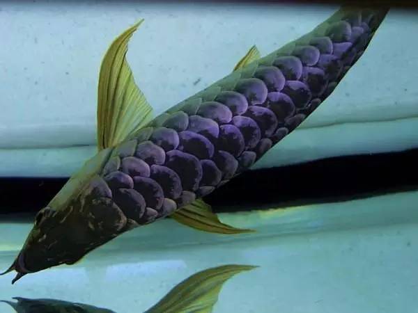 b级过背金龙一般价格多少,顶级蓝底过背金龙欣赏