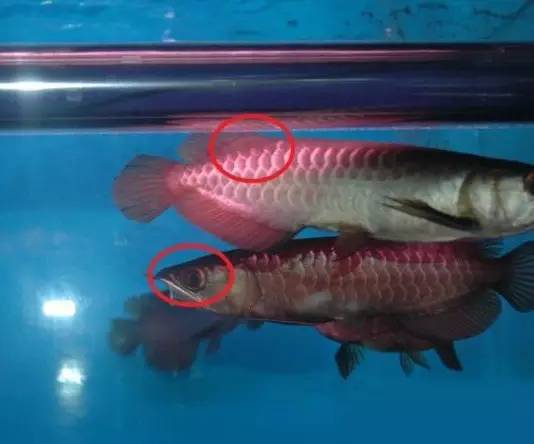 过背金龙和高背金龙的区别,高背金龙跟过背图片对比